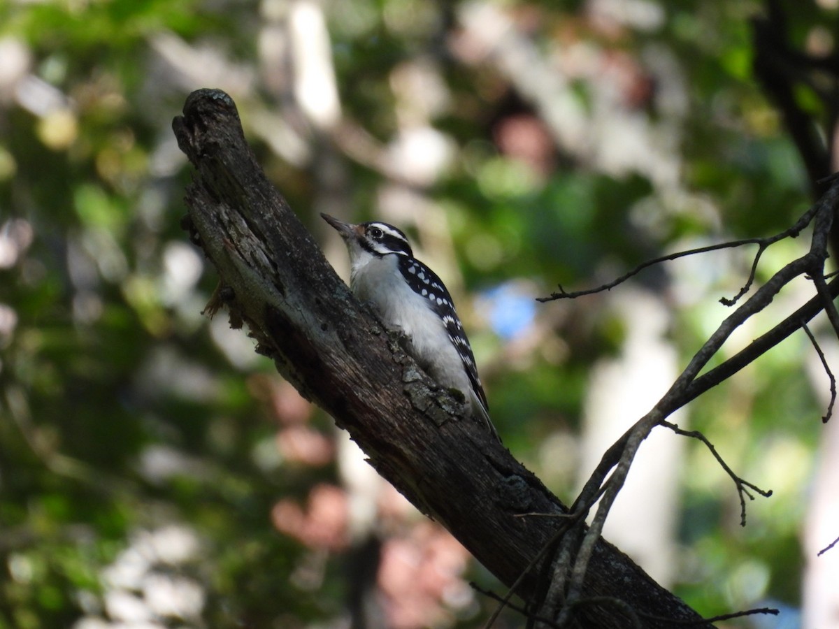 Hairy Woodpecker - ML642785534