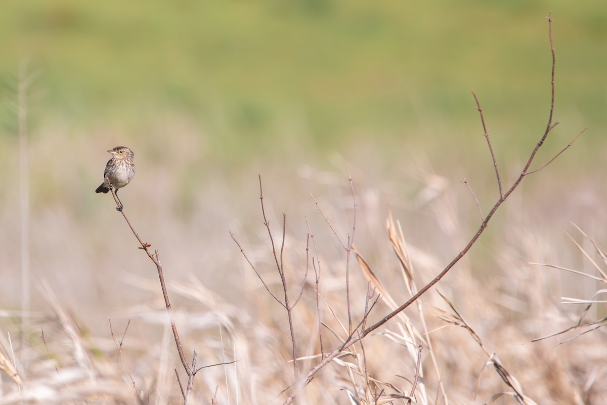 Spectacled Tyrant - ML642785544