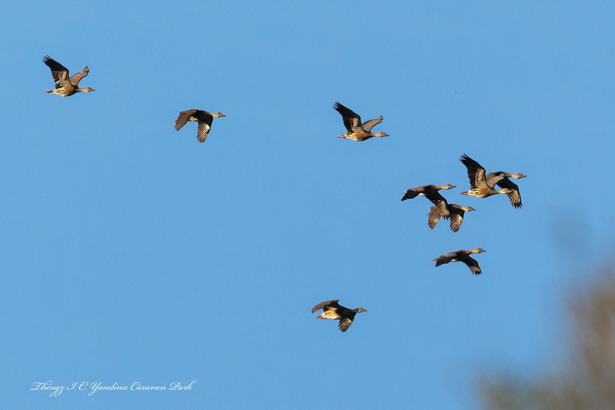 Plumed Whistling-Duck - ML642785546