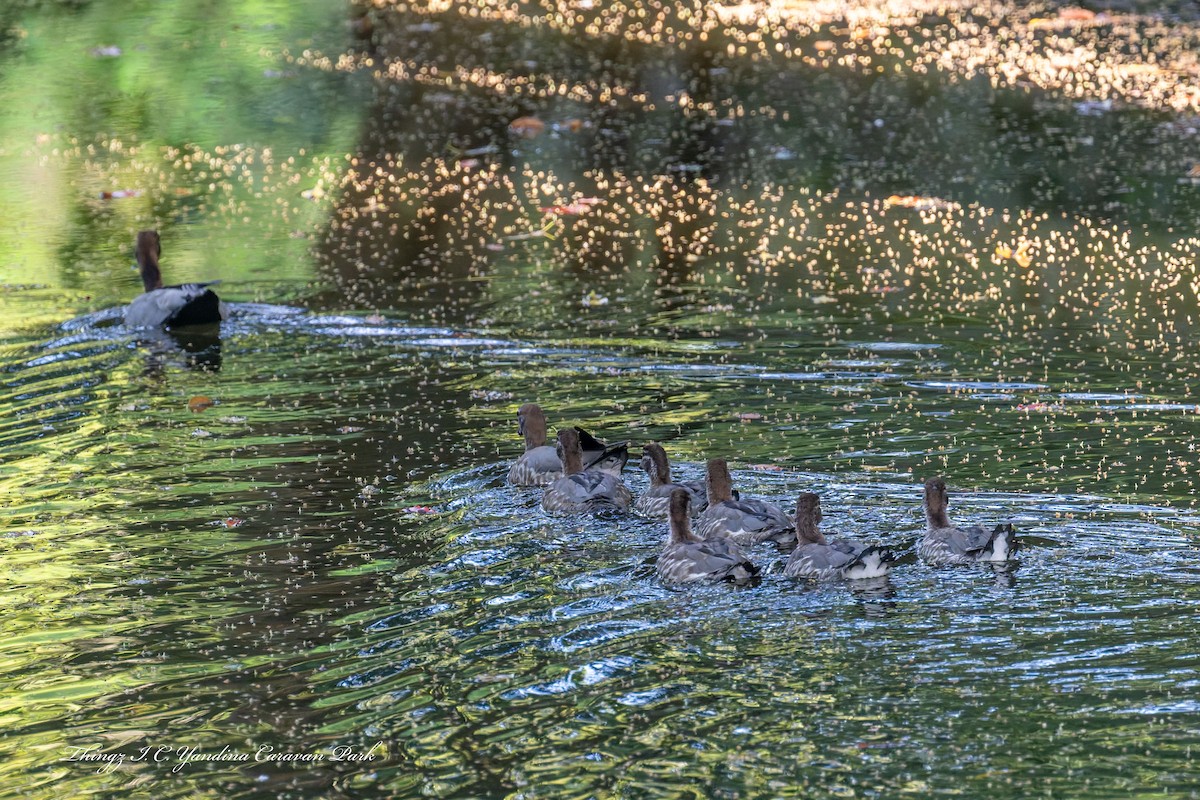 Maned Duck - ML642785565