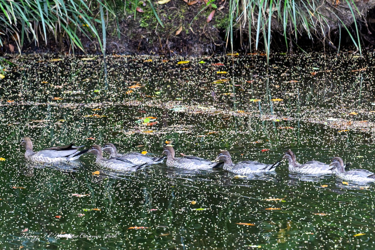 Maned Duck - ML642785566