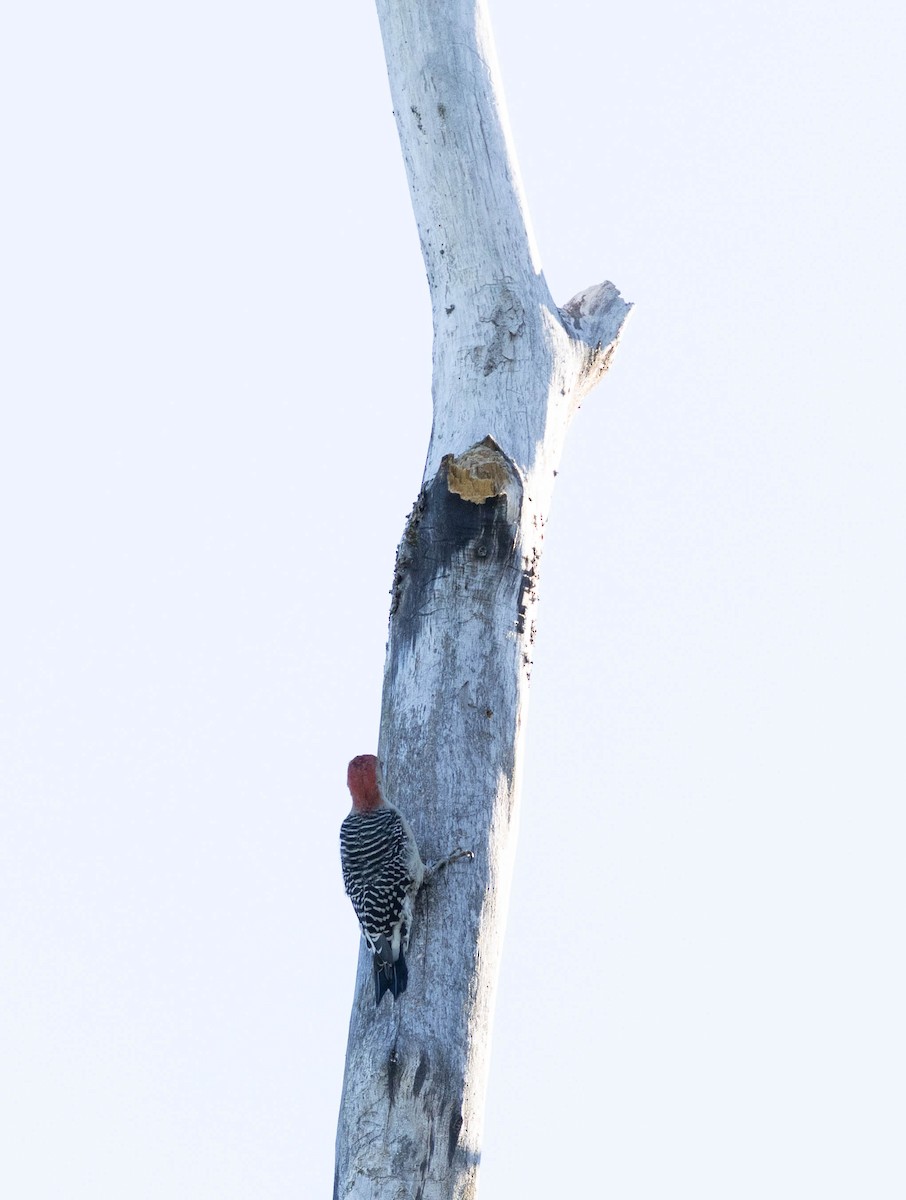 lundspett - ML642785585