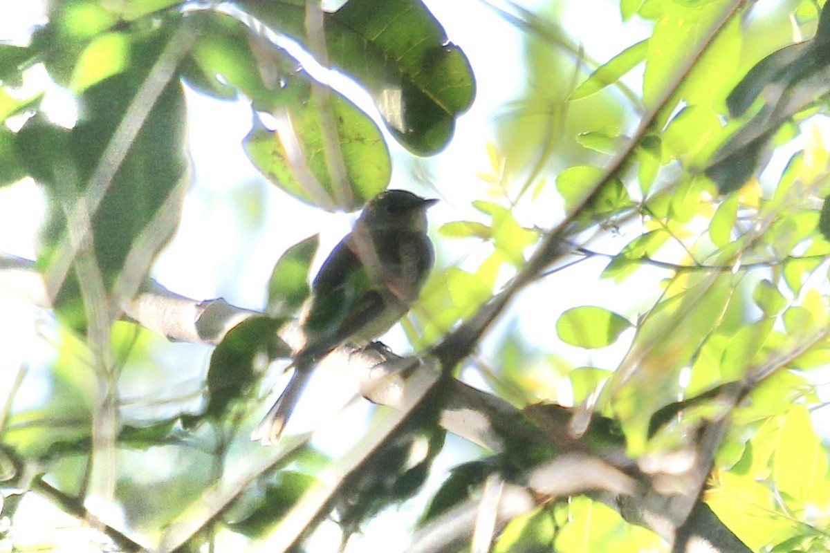 Empidonax sp. - ML642785586