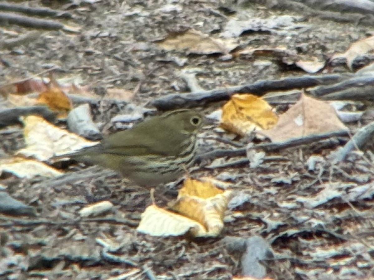 Ovenbird - ML642785633
