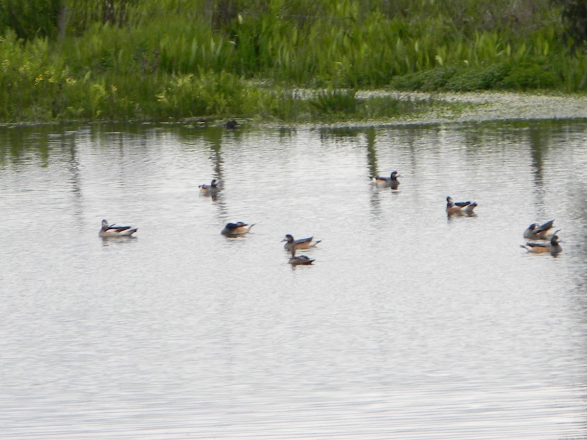 Chiloe Wigeon - ML642785634
