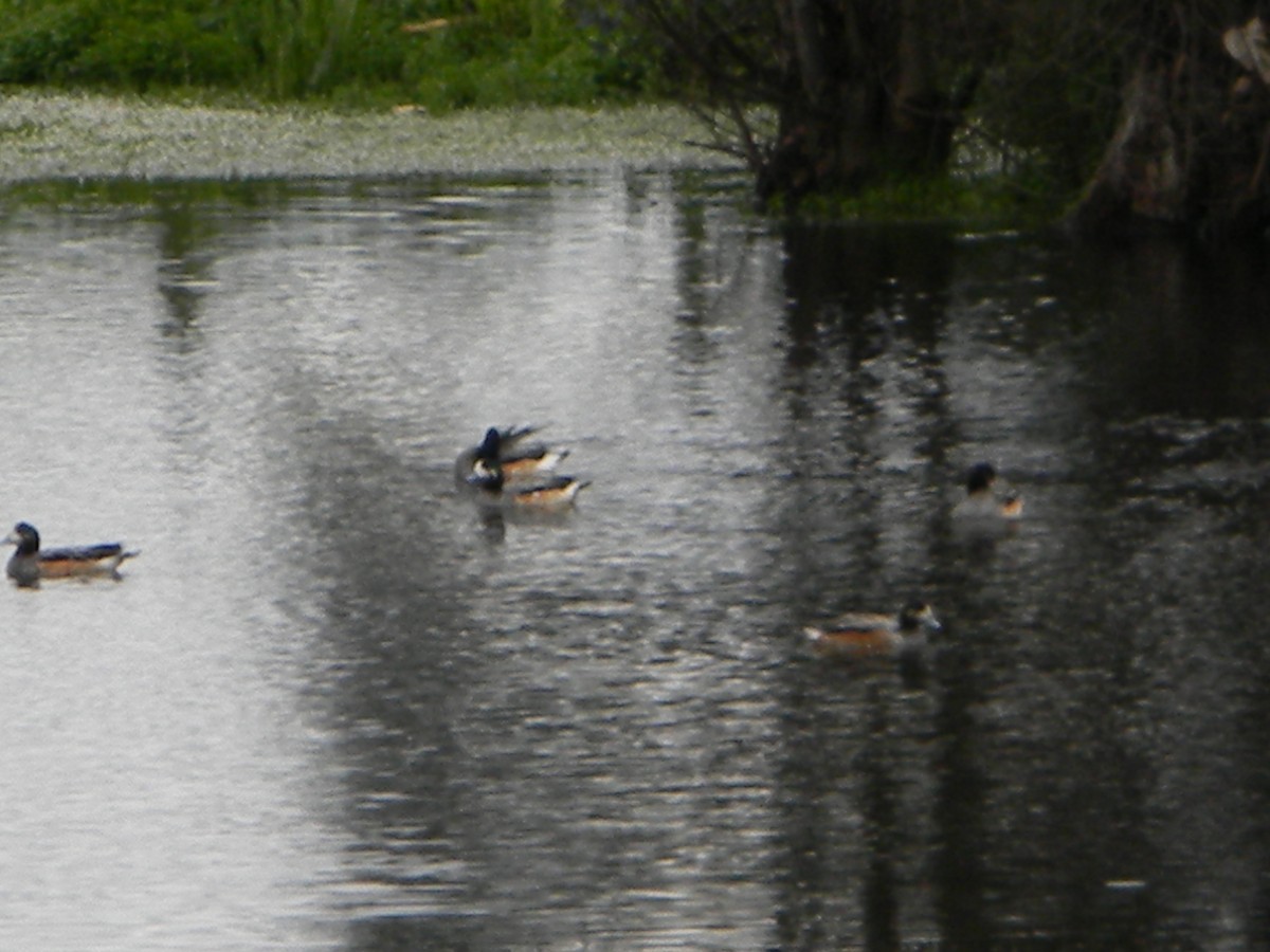 Chiloe Wigeon - ML642785635