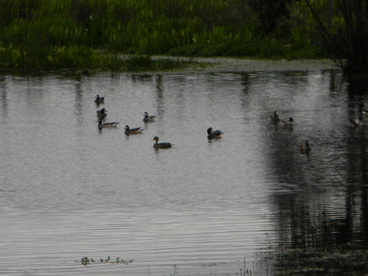 Chiloe Wigeon - ML642785636