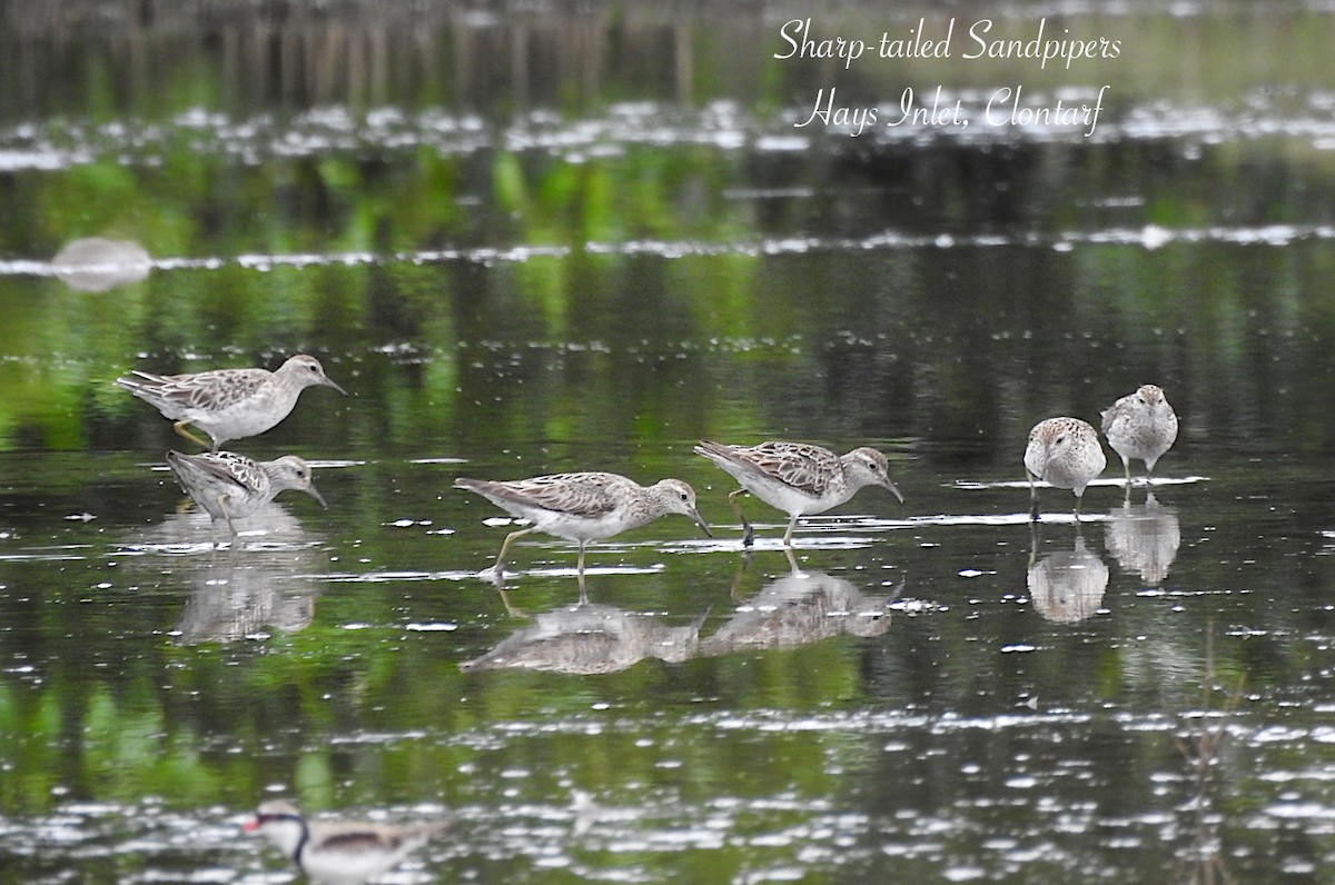 Sharp-tailed Sandpiper - ML642785637