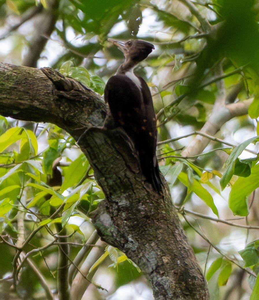 Orange-backed Woodpecker - ML642785661