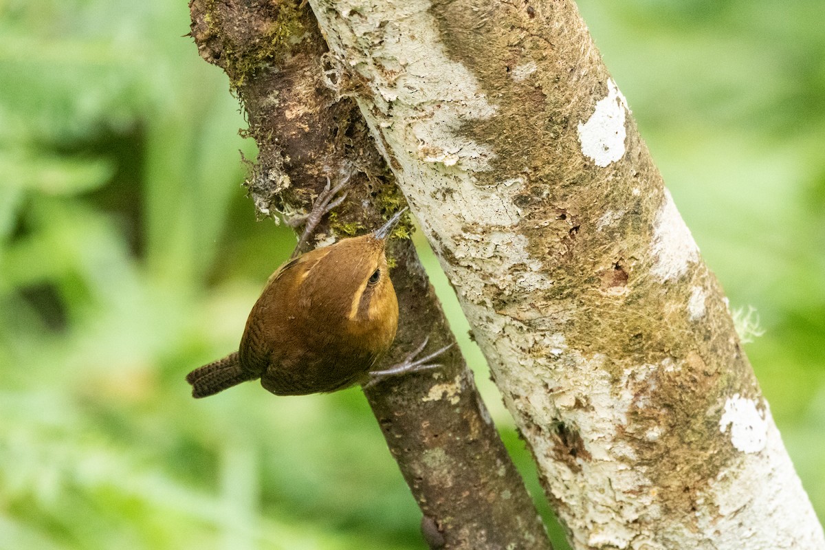 Mountain Wren - ML642785665
