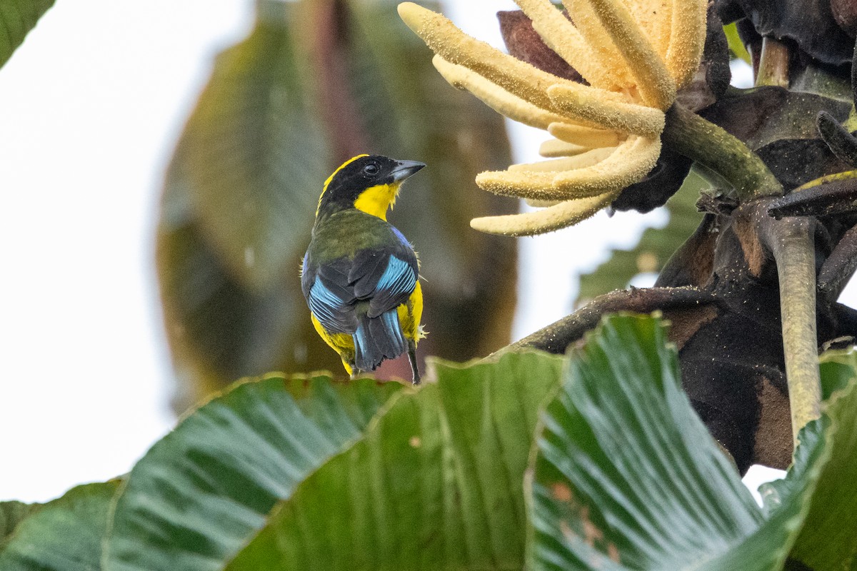Blue-winged Mountain Tanager - ML642785671