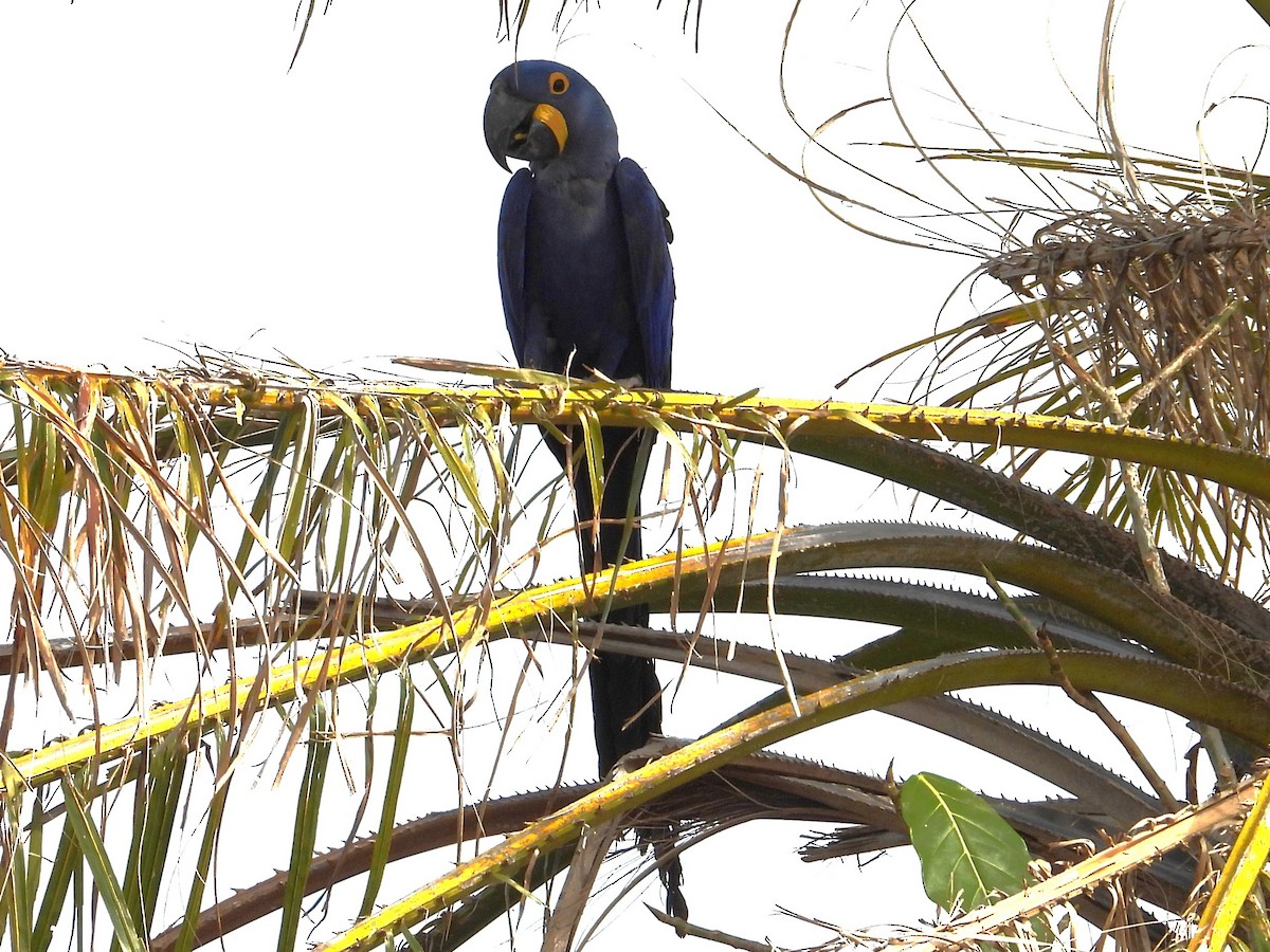 Hyacinth Macaw - ML642785681