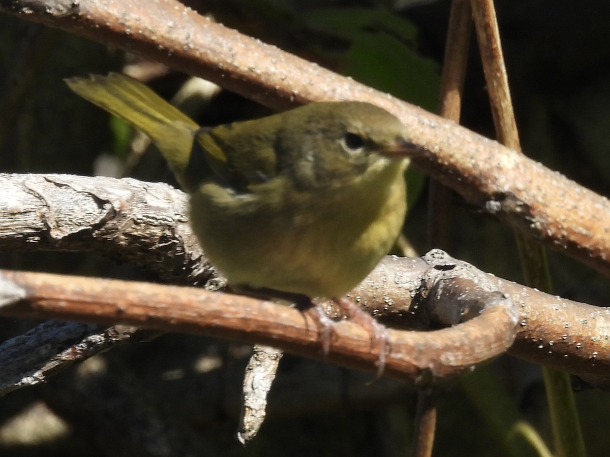 Common Yellowthroat - ML642785685
