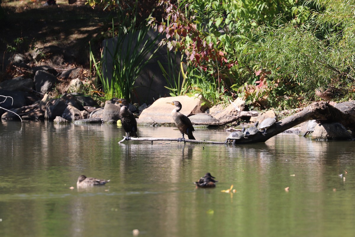 Double-crested Cormorant - ML642785691