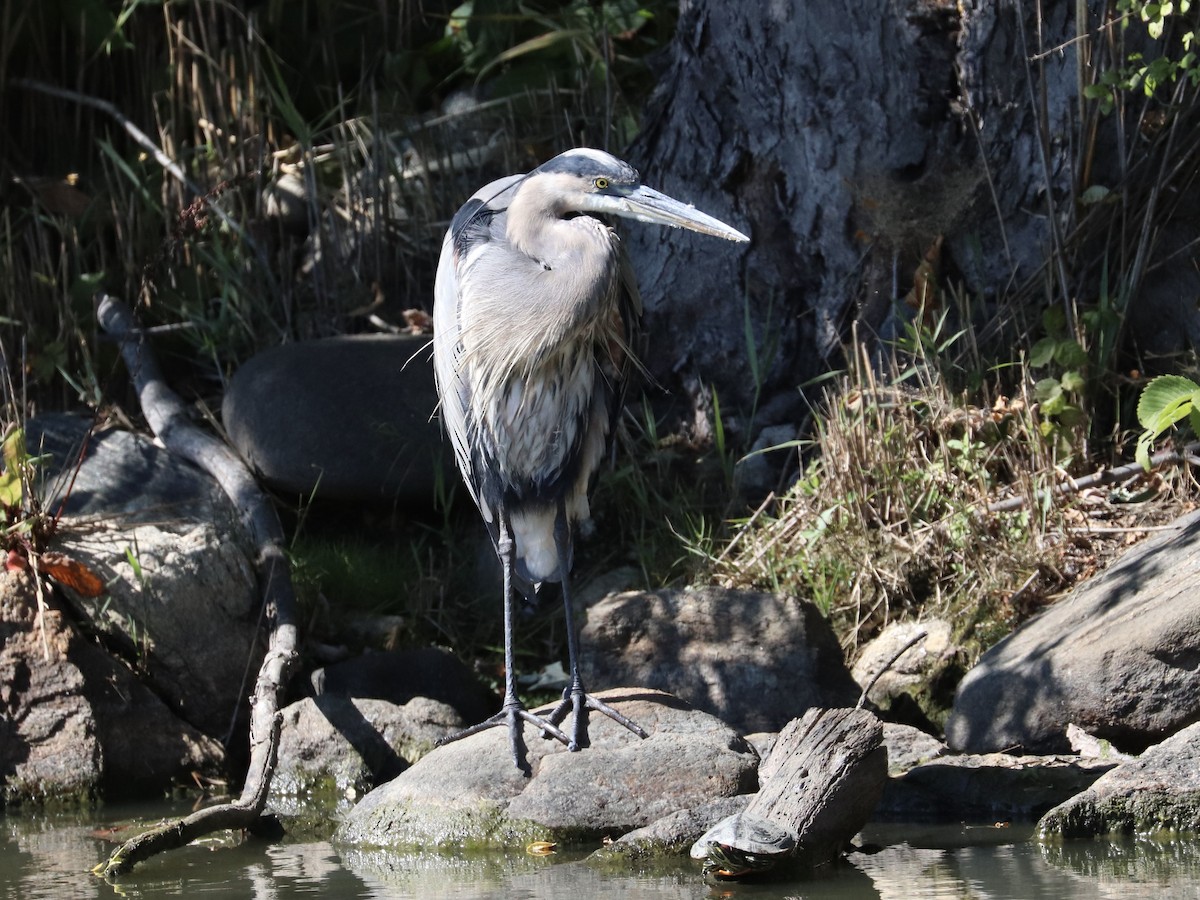 Great Blue Heron - ML642785695