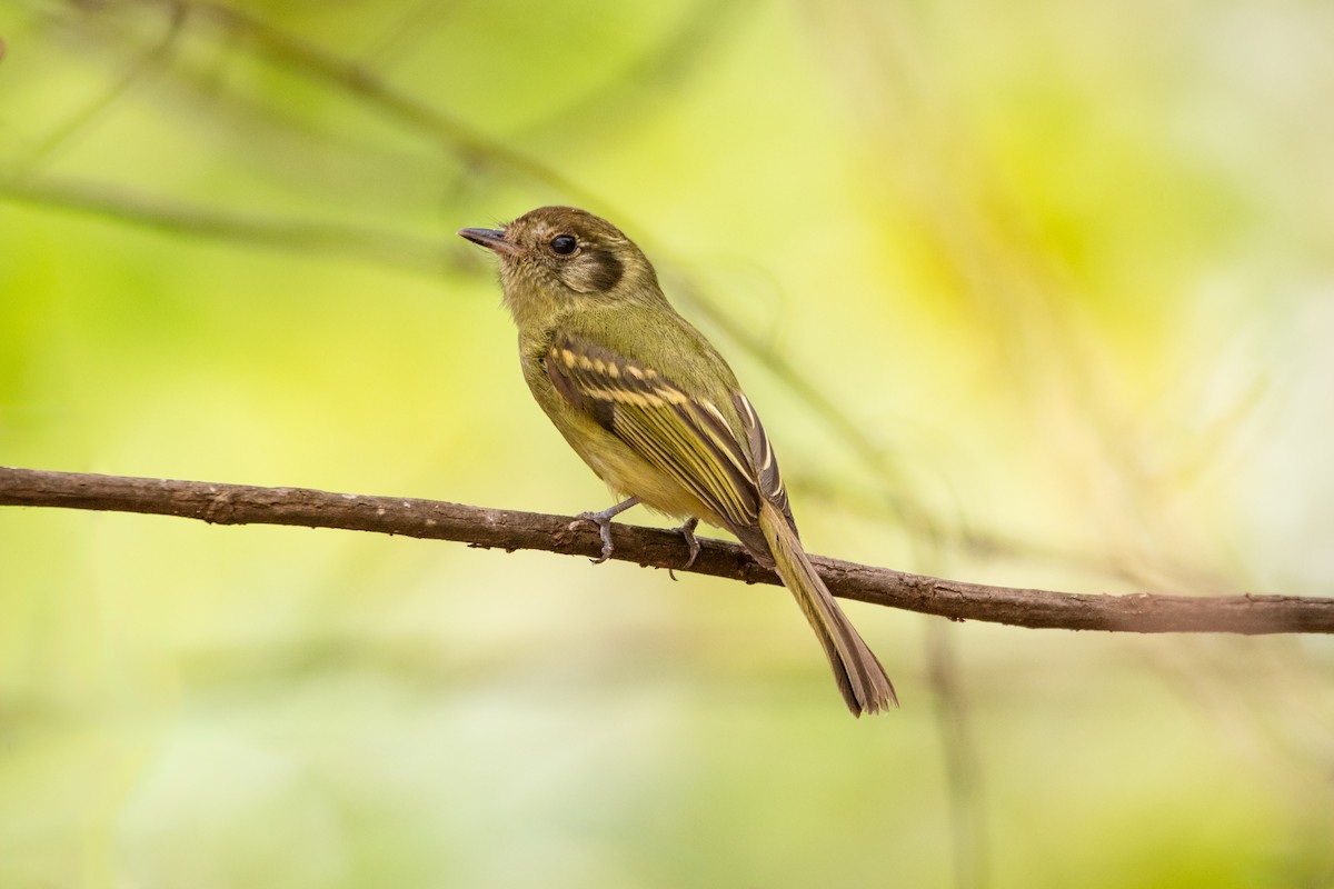 Sepia-capped Flycatcher - ML642785699