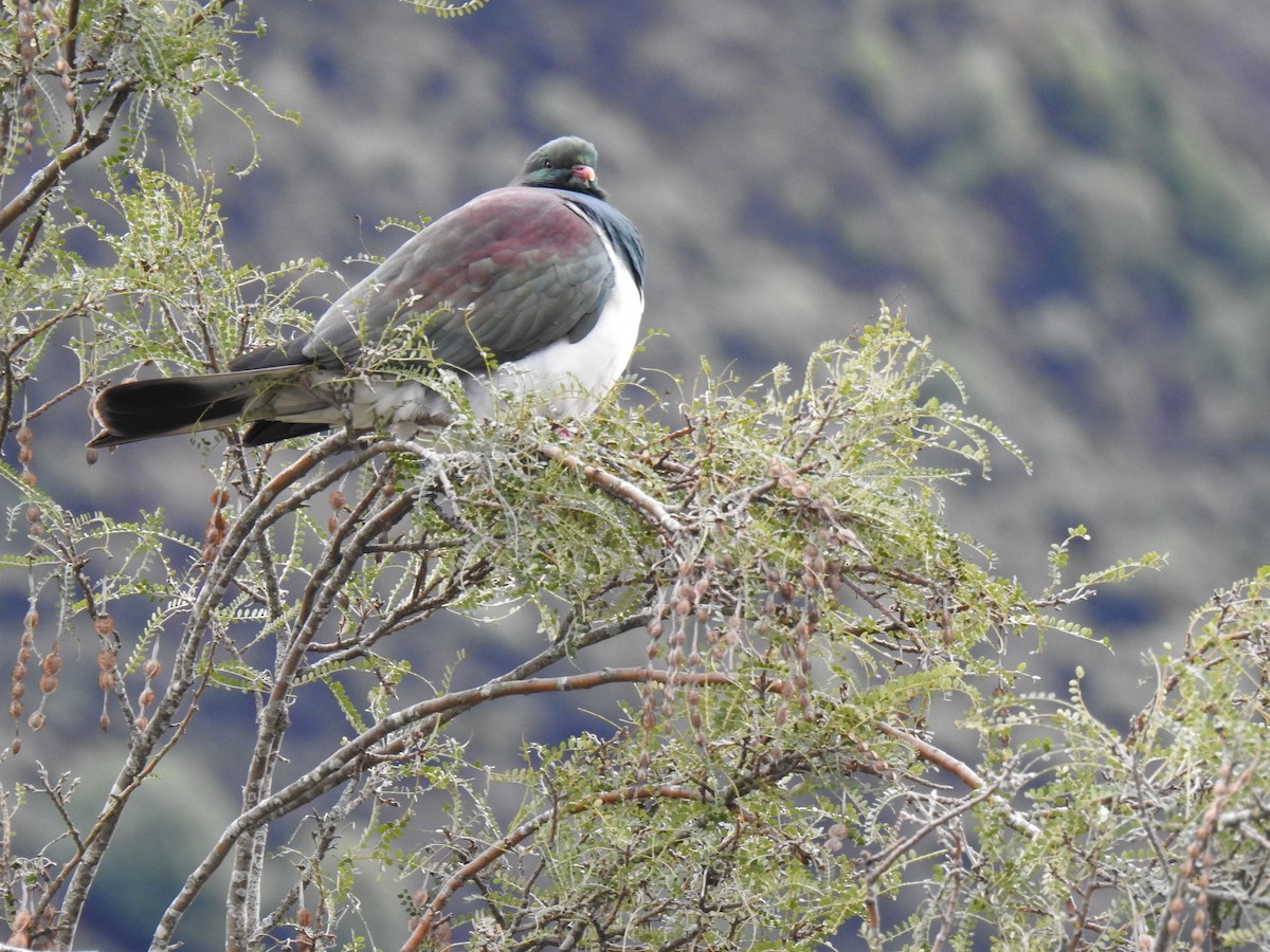 maoridue - ML642785705