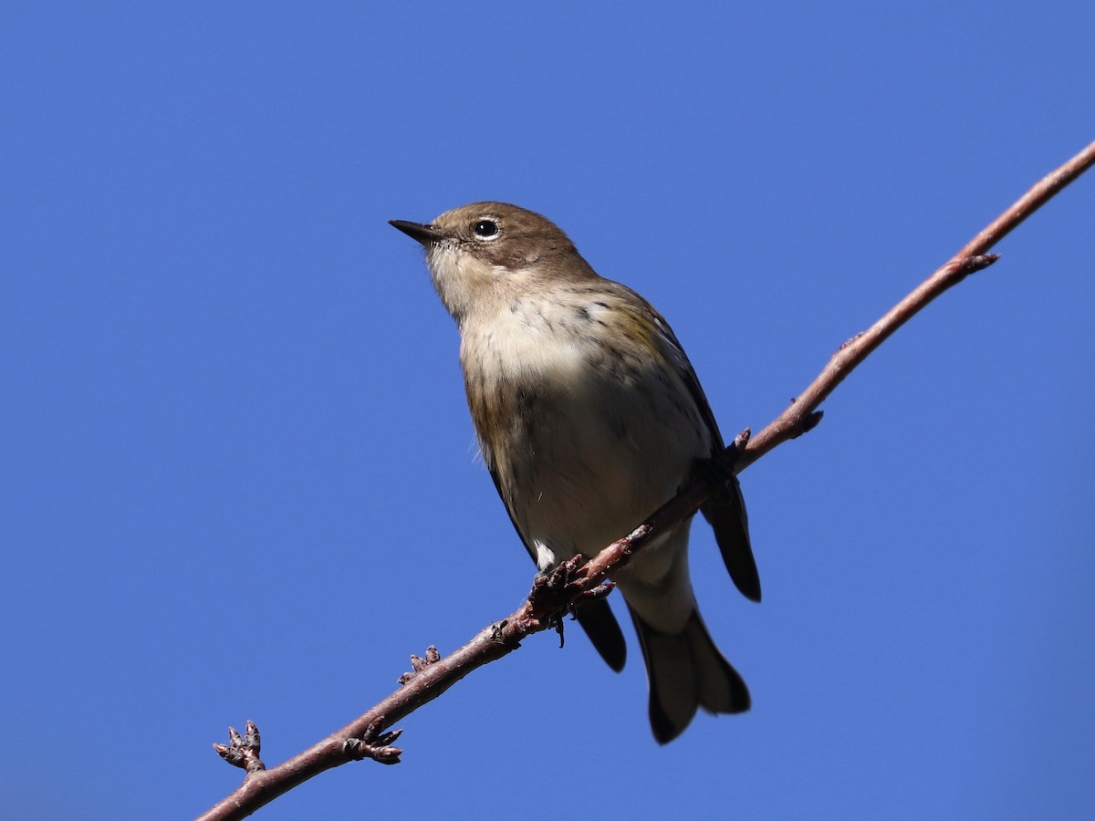 Yellow-rumped Warbler - ML642785713