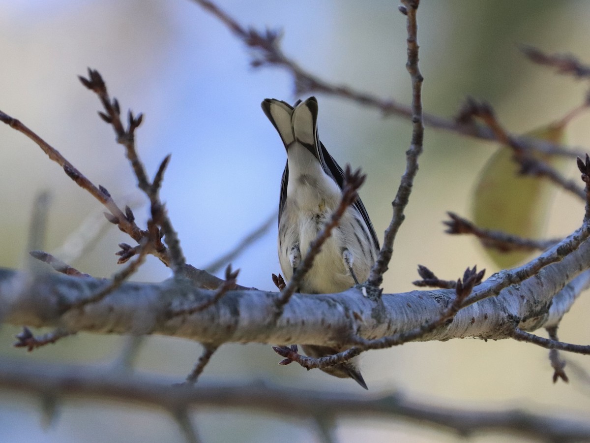 Yellow-rumped Warbler - ML642785714