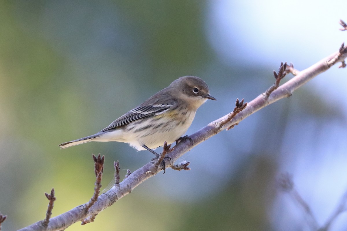 Yellow-rumped Warbler - ML642785715