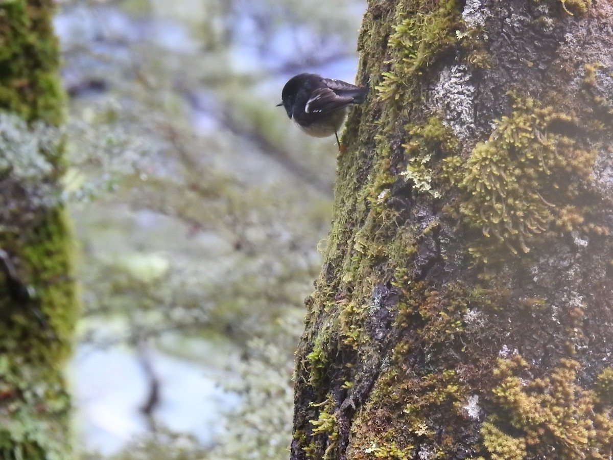 Tomtit Bülbülü - ML642785716