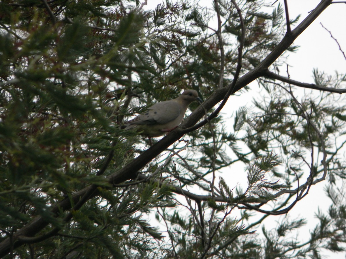 Eared Dove - ML642785718