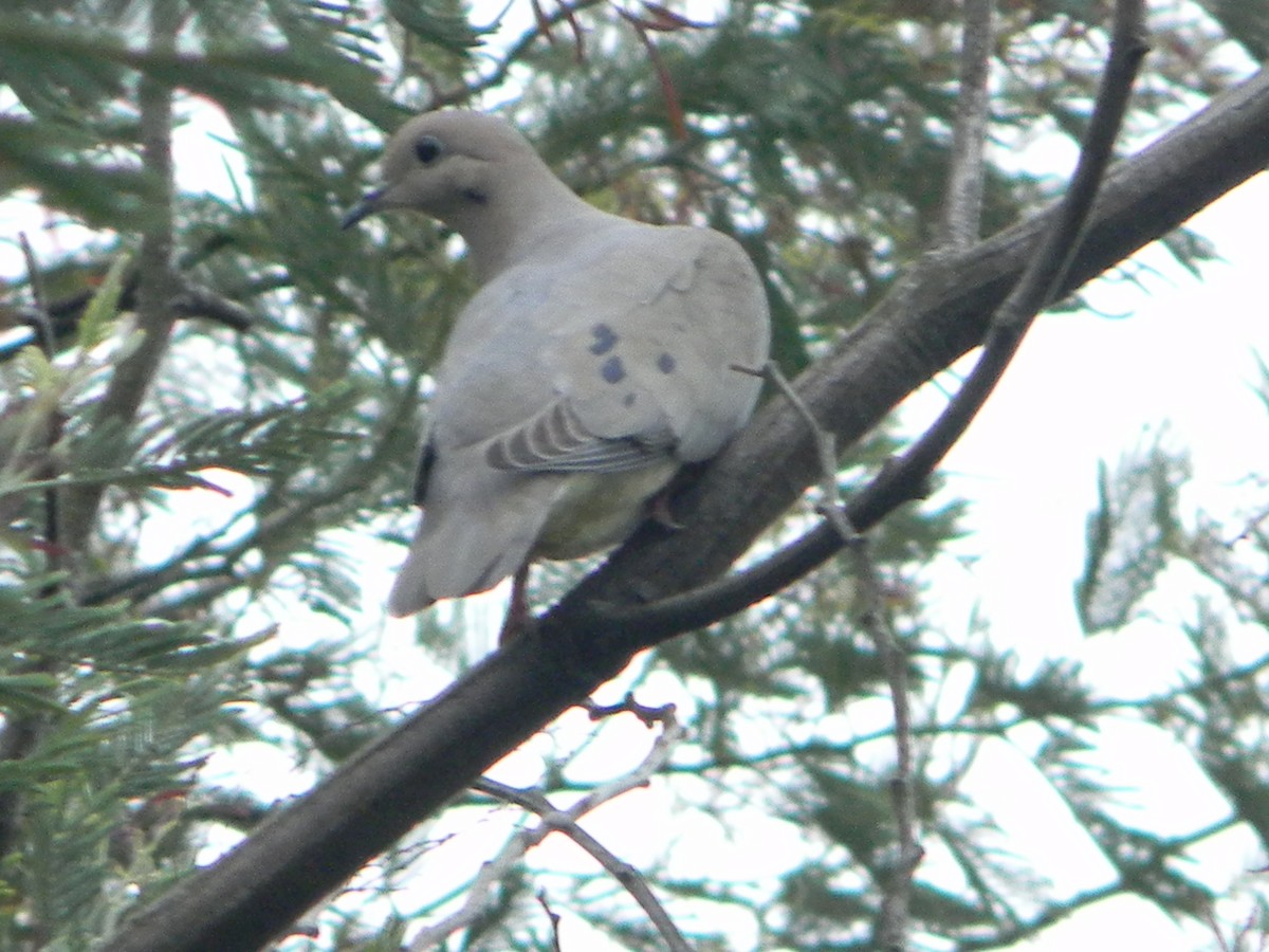 Eared Dove - ML642785719