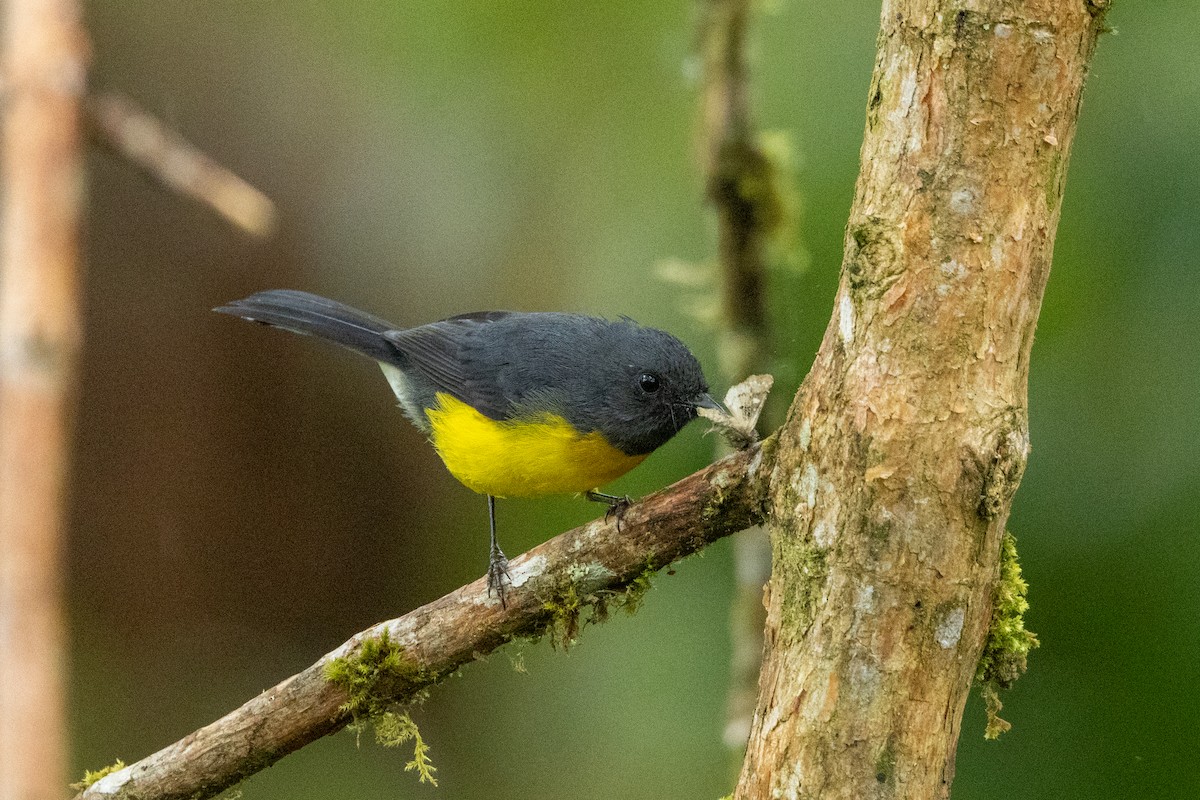 Slate-throated Redstart - ML642785741