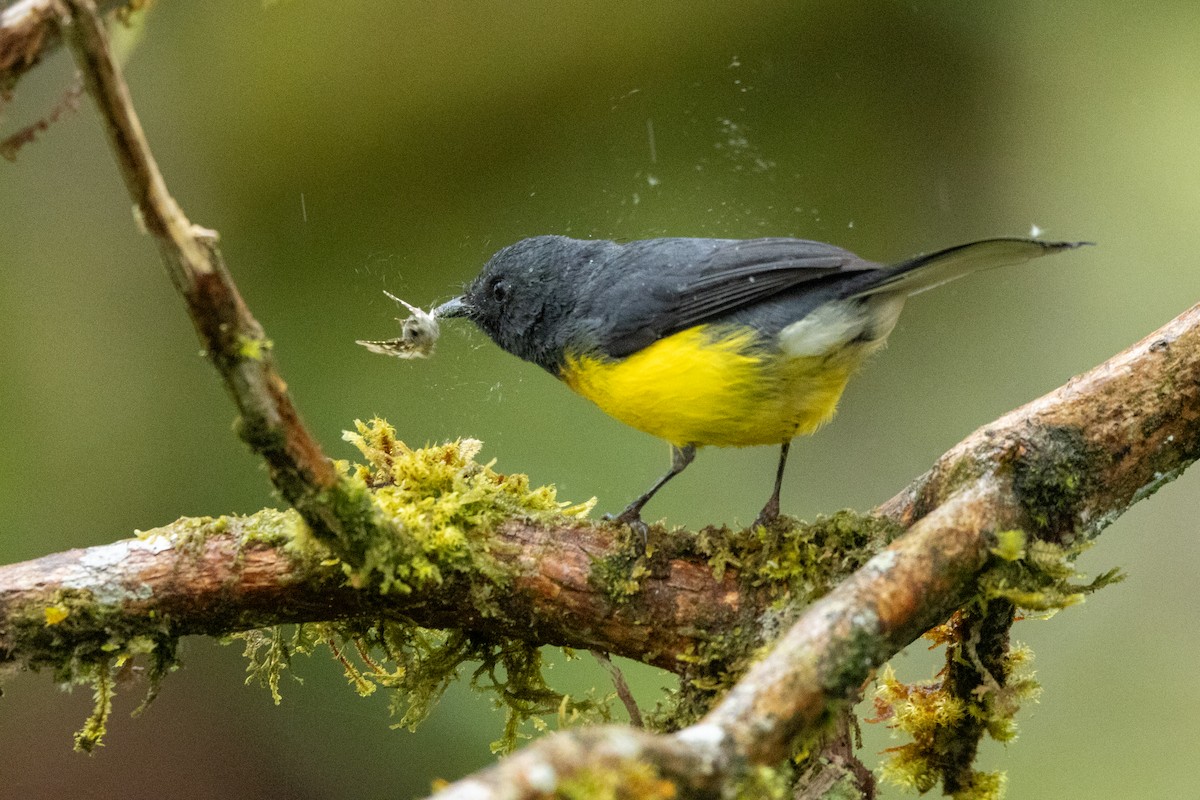 Slate-throated Redstart - ML642785742