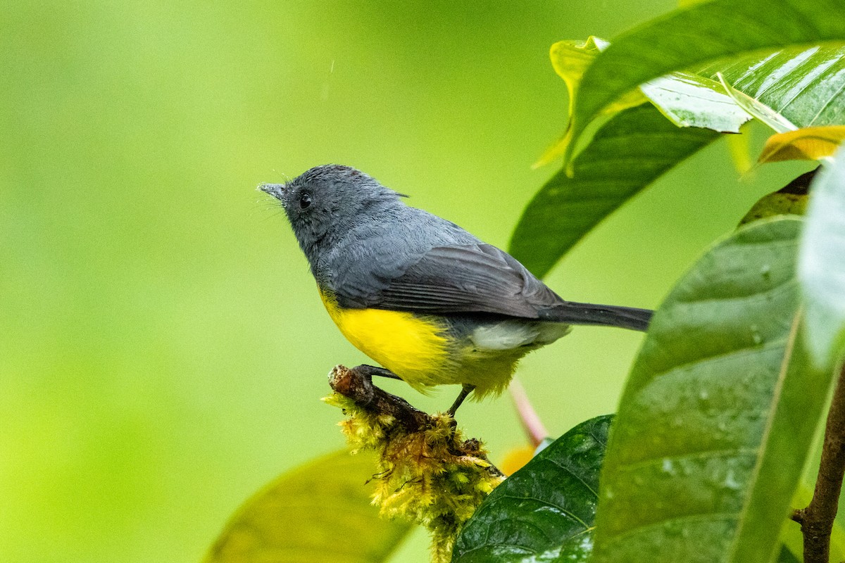 Slate-throated Redstart - ML642785743