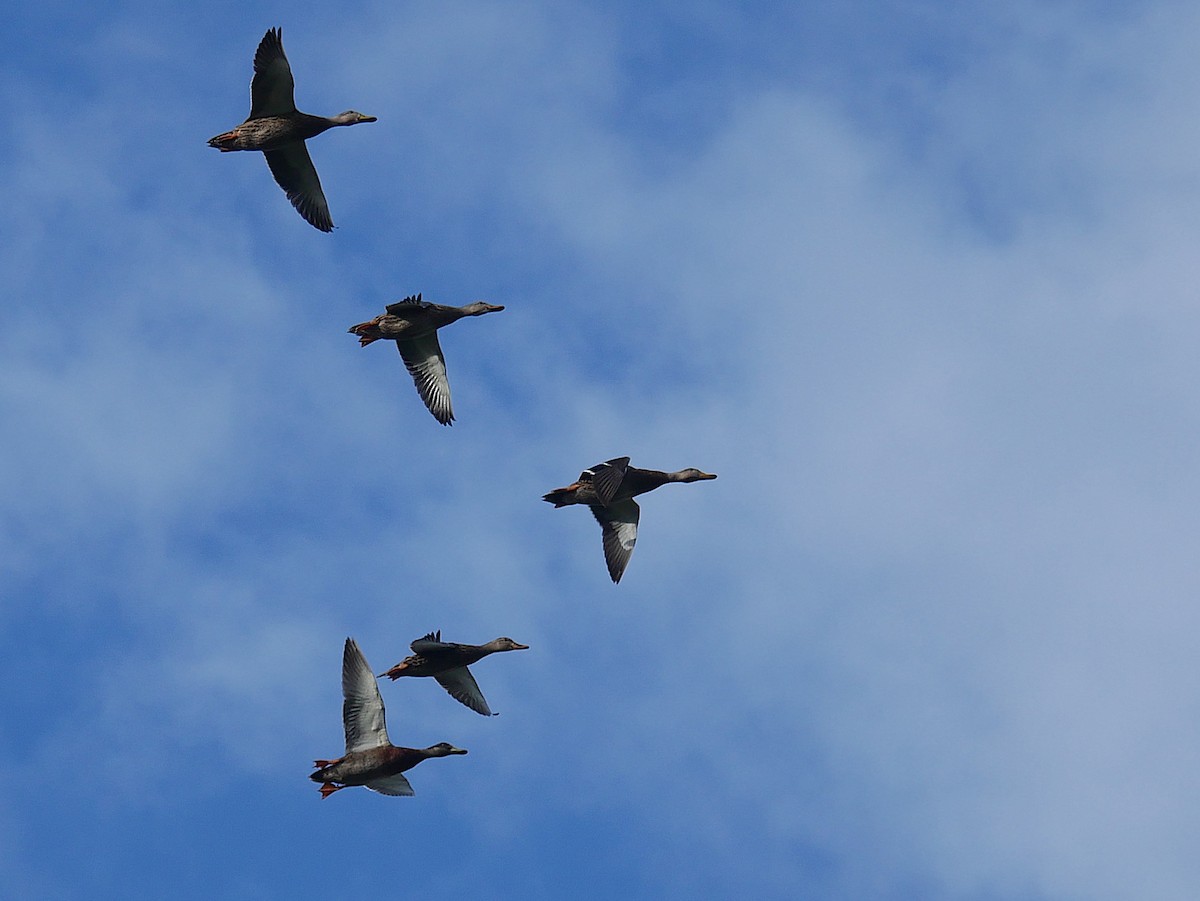 Mallard x Mottled Duck (hybrid) - ML642785744