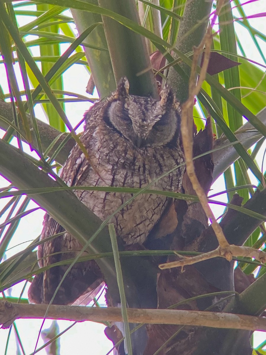 Tropical Screech-Owl - ML642785769