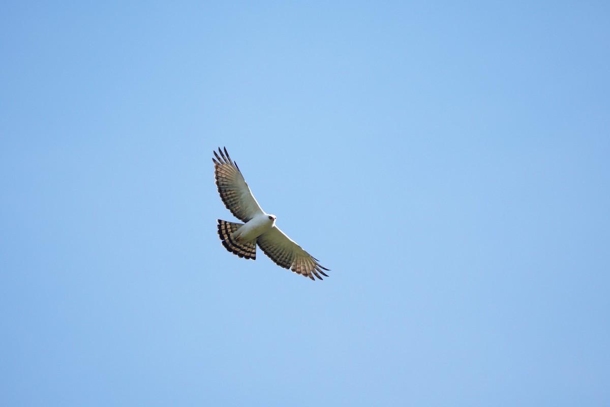 Black-and-white Hawk-Eagle - ML642785789