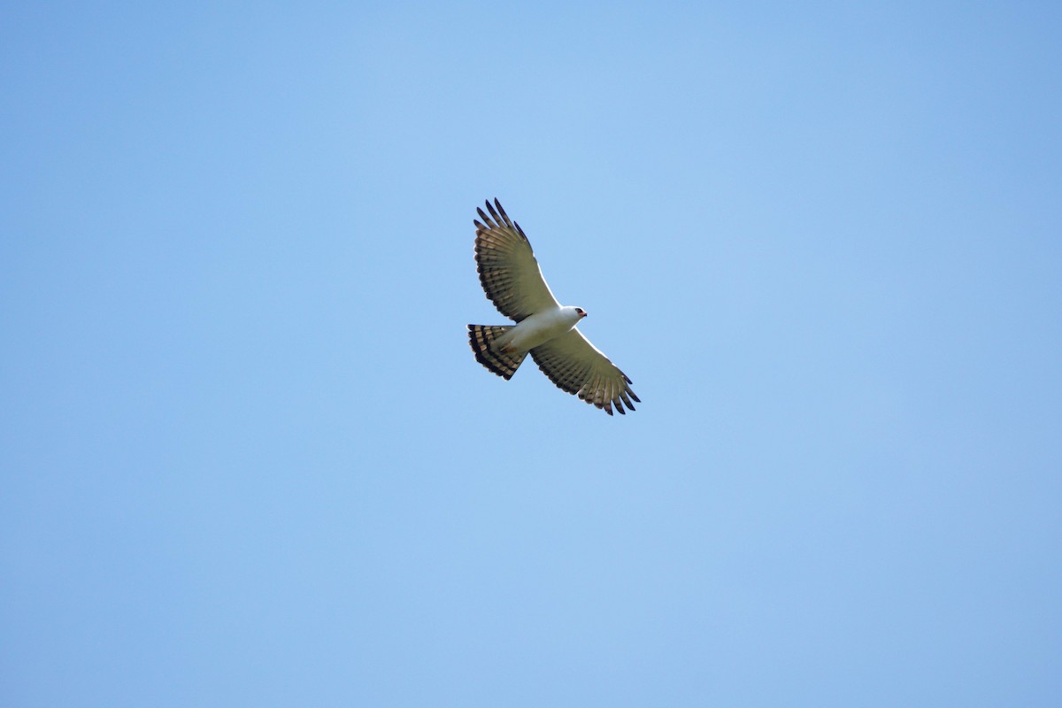 Black-and-white Hawk-Eagle - ML642785790