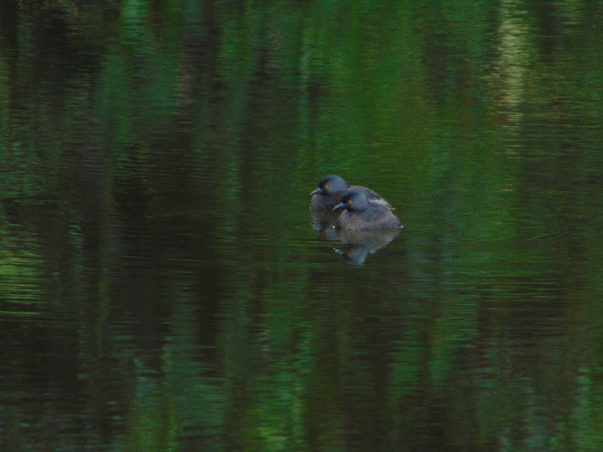 Least Grebe - ML642785799