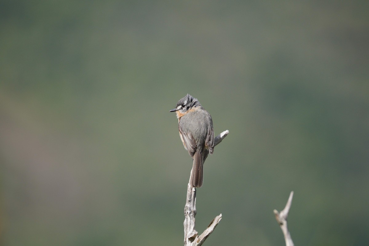 Gray-backed Tachuri - ML642785802