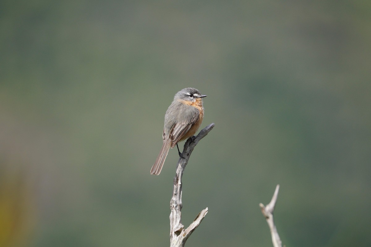 Gray-backed Tachuri - ML642785803