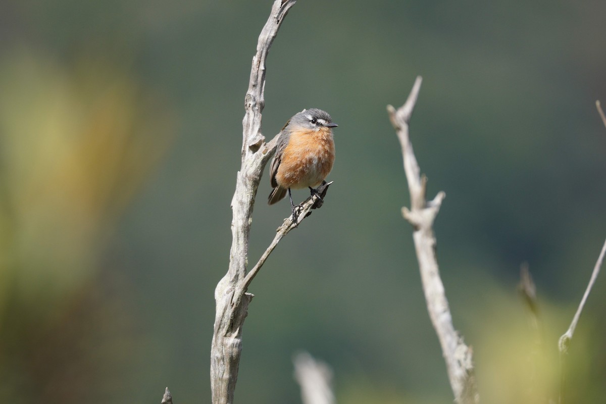 Gray-backed Tachuri - ML642785804