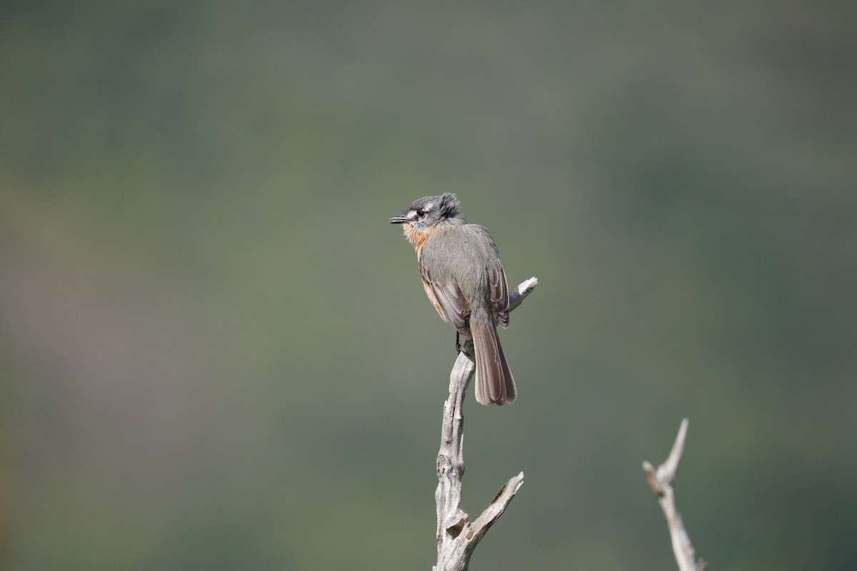 Gray-backed Tachuri - ML642785806