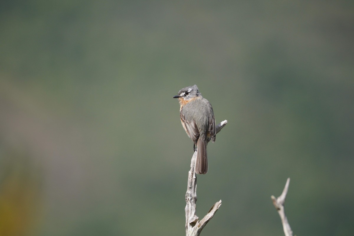 Gray-backed Tachuri - ML642785807