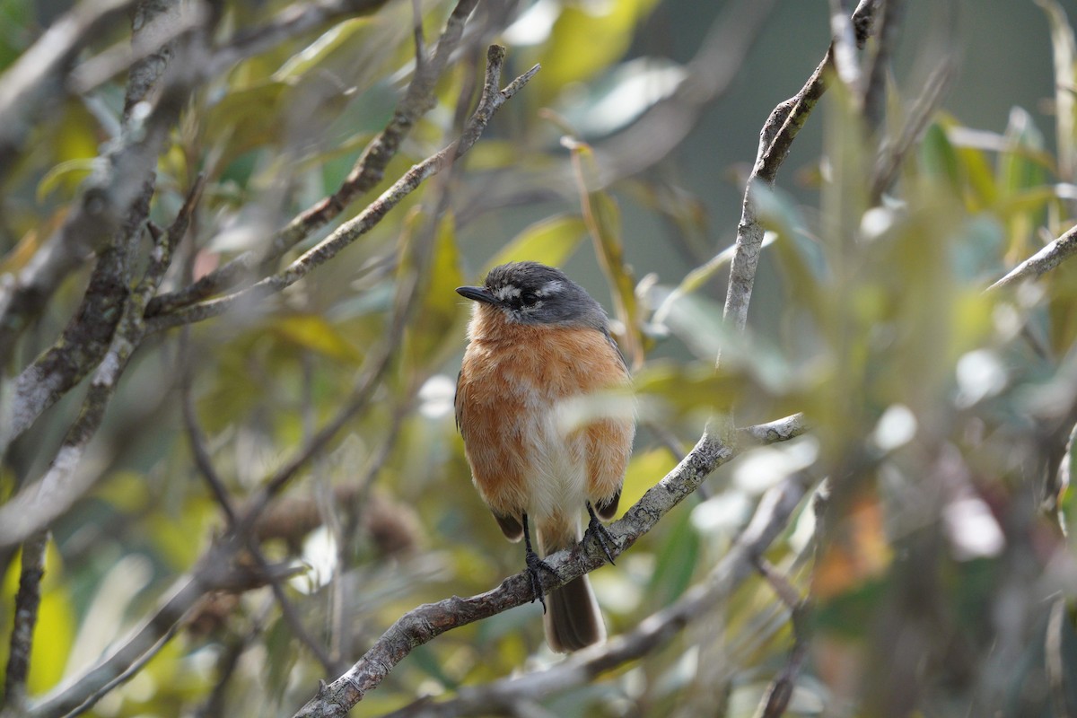 Gray-backed Tachuri - ML642785808