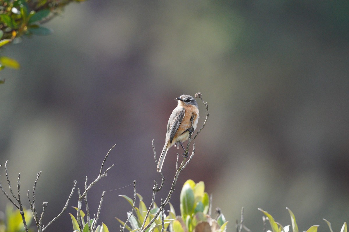 Gray-backed Tachuri - ML642785811