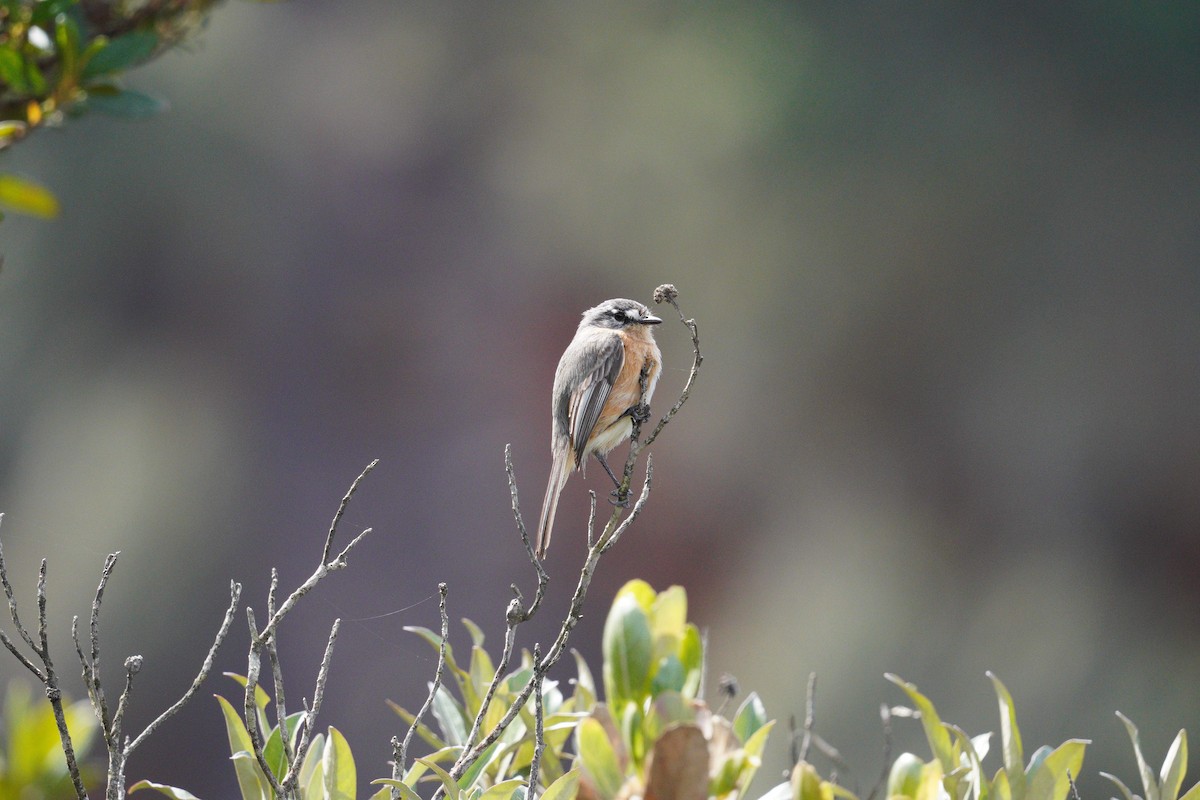 Gray-backed Tachuri - ML642785813