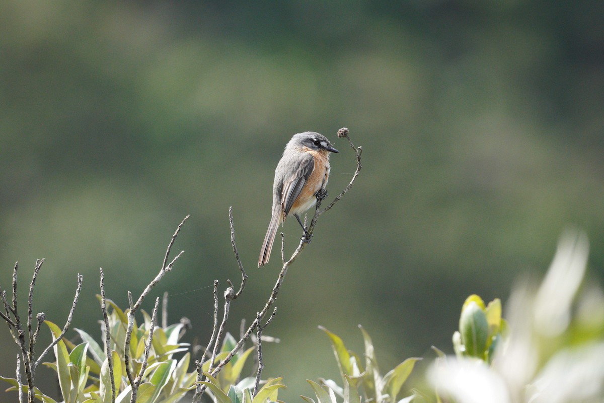Gray-backed Tachuri - ML642785814