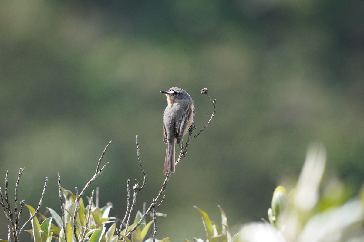 Gray-backed Tachuri - ML642785816
