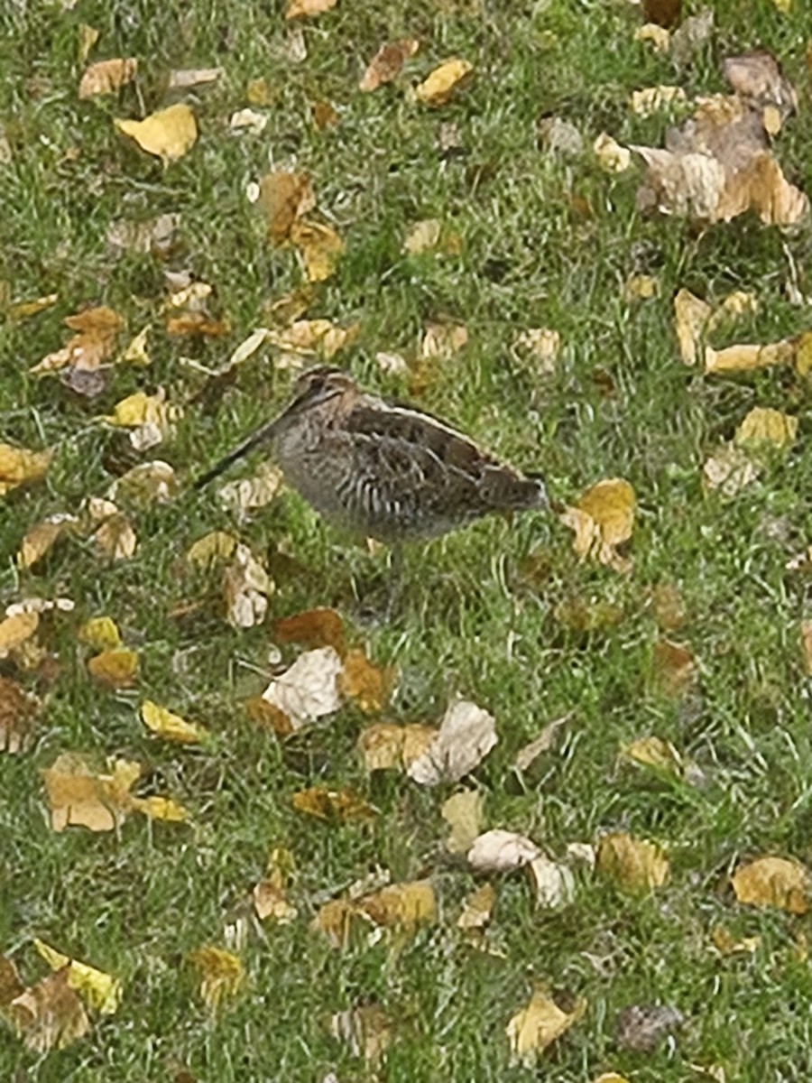 Wilson's Snipe - ML642785827