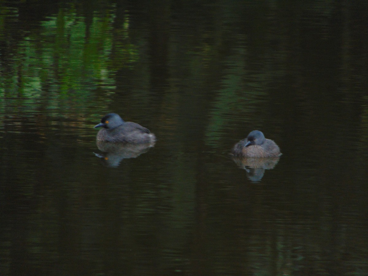 Least Grebe - ML642785829
