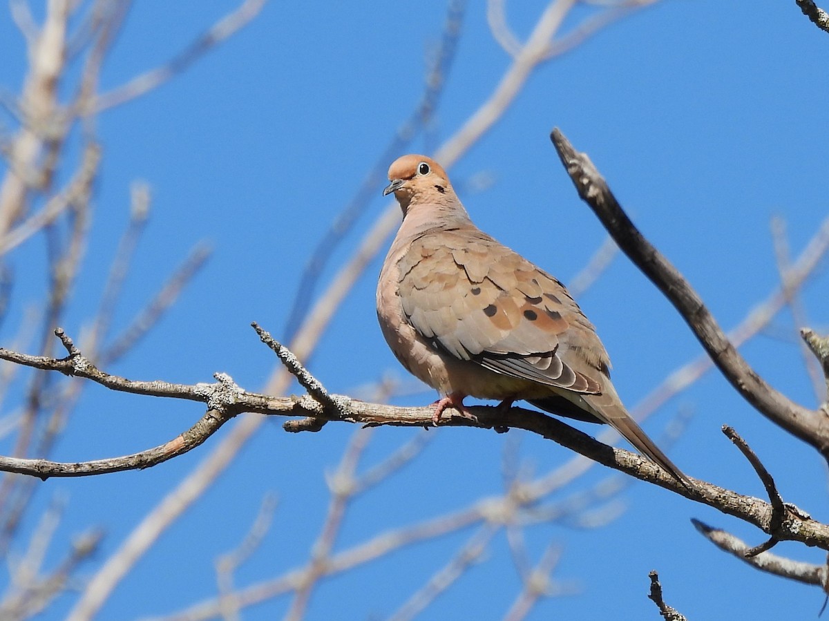 Mourning Dove - ML642785833