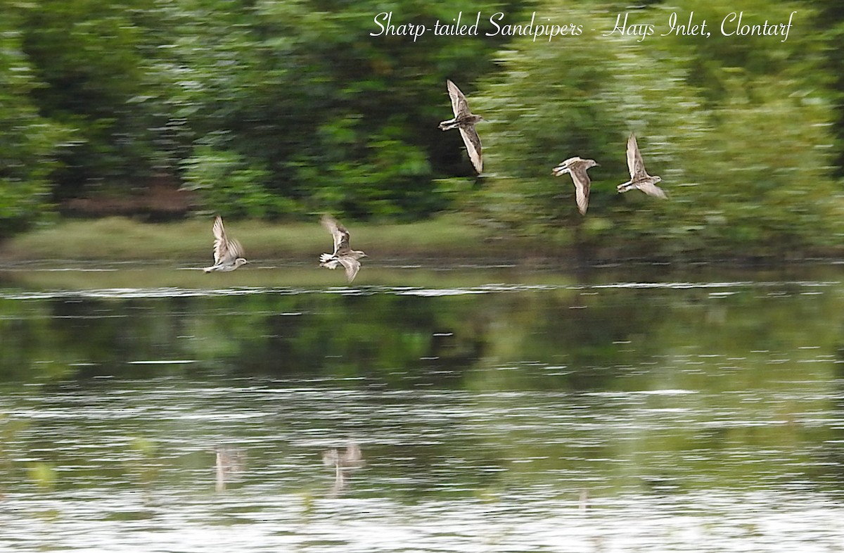 Sharp-tailed Sandpiper - ML642785835