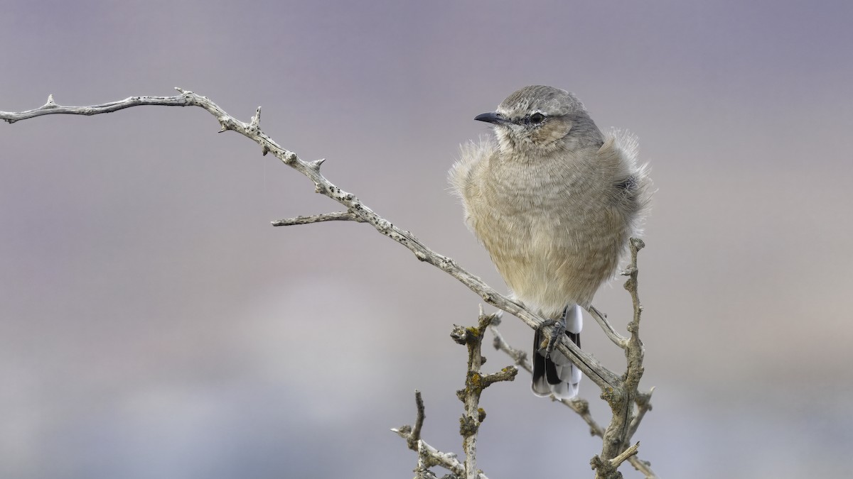 Patagonian Mockingbird - ML642785845